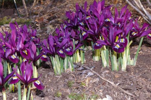 Как часто нужно ухаживать за луковичными ирисами. Луковичные ирисы