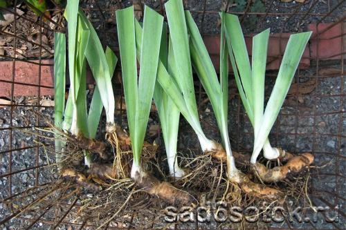 Уход за луковичными ирисами: практические советы для садоводов 12 Уход за луковичными ирисами: практические советы для садоводов 12