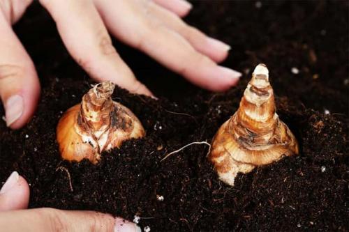 Как часто нужно ухаживать за луковичными ирисами. Луковичные ирисы