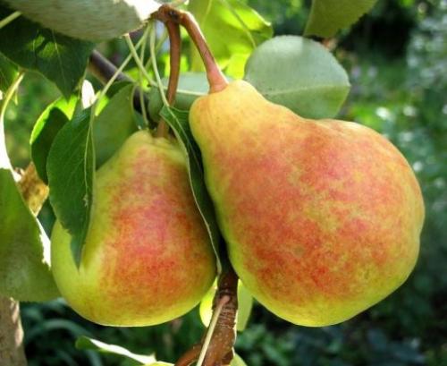 Груша лада. Описание сорта и его полная характеристика