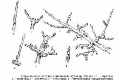 Груша лада. Описание сорта и его полная характеристика