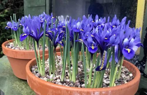 Ирисы луковичные зимовка. Надо ли выкапывать ирисы на зиму: как и когда