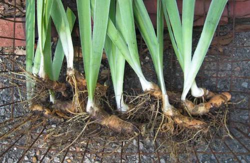 Ирисы луковичные зимовка. Надо ли выкапывать ирисы на зиму: как и когда