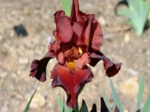 Как сажать ирисы луковичные. Выращиваем луковичные ирисы: особенности посадки и ухода 17