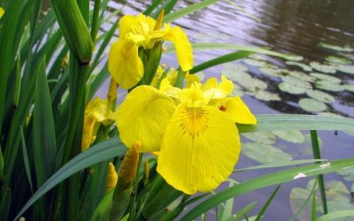 Как сажать ирисы луковичные. Выращиваем луковичные ирисы: особенности посадки и ухода 13