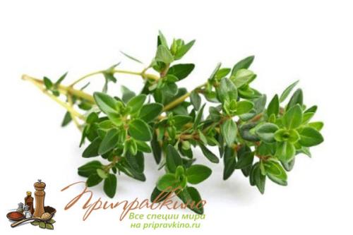 Выращивание тимьяна на подоконнике из семян и черенков. Как вырастить тимьян на подоконнике