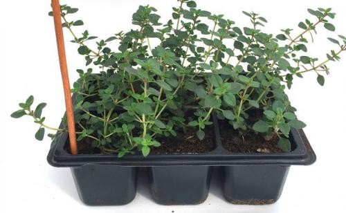 Выращивание тимьяна из семян. Выращивание из семян, уход