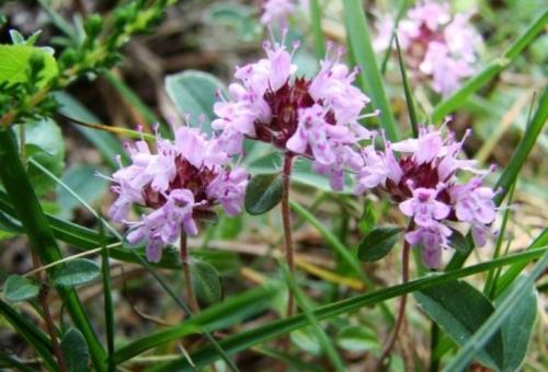 Выращивание тимьяна из семян. Выращивание из семян, уход