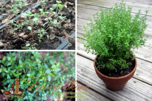 Выращивание тимьяна на подоконнике из семян и черенков. Как вырастить тимьян на подоконнике