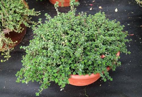 Выращивание тимьяна из семян. Выращивание из семян, уход