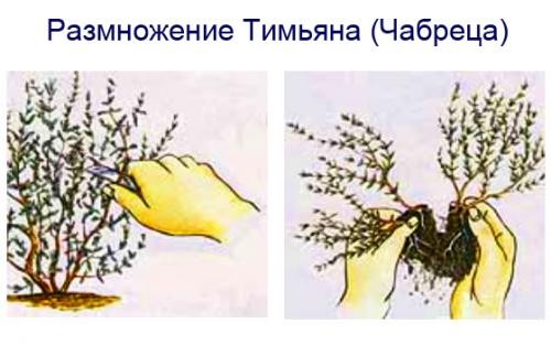 Как вырастить тимьян из семян в домашних условиях. Как вырастить из семян тимьян дома? 01 Как вырастить тимьян из семян в домашних условиях. Как вырастить из семян тимьян дома? 01