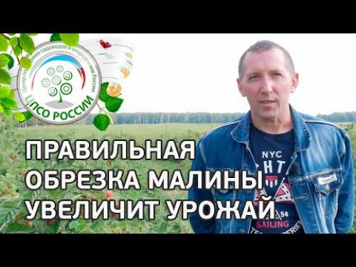 Как правильно ухаживать за сортом малины Генералиссимус. Нельзя выращивать два урожая малины. Как получить большой урожай ремонтантной малины.