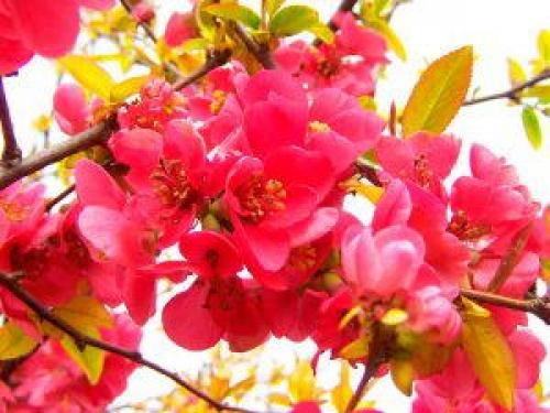 Какие свойства японской айвы золотого яблока важны для косметологии. Лечебные свойства айвы