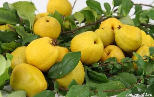 Что такое японская айва золотое яблоко. Уход за японской айвой