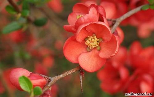 Что такое японская айва золотое яблоко. Уход за японской айвой