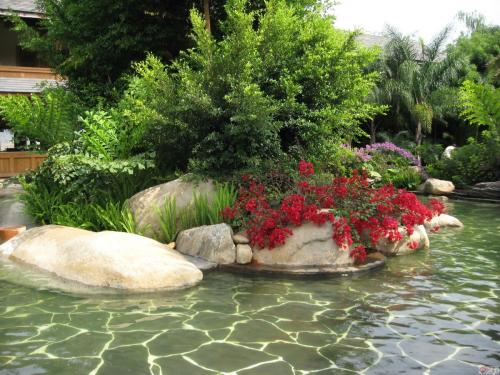 Как японская айва золотое яблоко связана с японским искусством. Краткое описание японской айвы