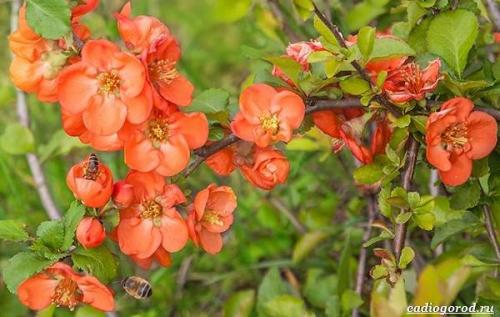 Что такое японская айва золотое яблоко. Уход за японской айвой