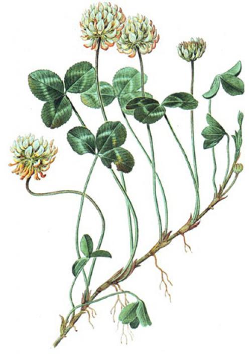 Черты сходства клевера лугового и клевера ползучего. Критерии вида клевера лугового и клевера ползучего