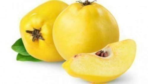 Размножение айвы порослью. Как размножить японскую айву