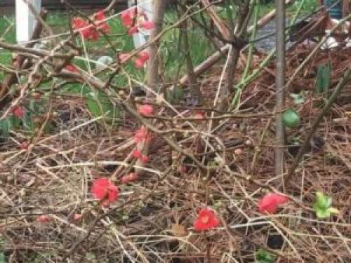 Обрезка айвы японской. Для чего нужна осенняя обрезка айвы