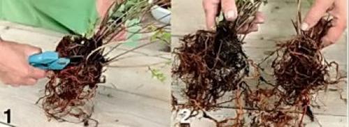 Размножение японской айвы черенками. Черенками 15 Размножение японской айвы черенками. Черенками 15