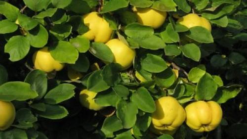 Размножение японской айвы черенками. Черенками 12