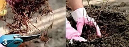 Размножение японской айвы черенками. Черенками 16 Размножение японской айвы черенками. Черенками 16