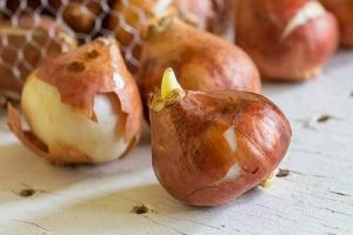 Как восстановить лилию после зимы. 5 способов оживить луковицы цветов после зимы при неправильном хранении