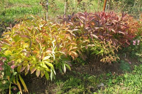 Как защитить пионы молочноцветкового очарование от вредителей и болезней. Сроки