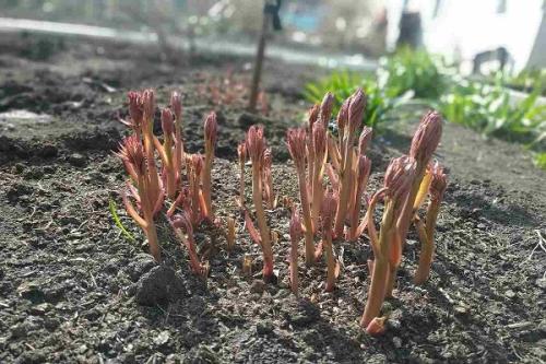 Как защитить пионы молочноцветкового очарование от вредителей и болезней. Сроки