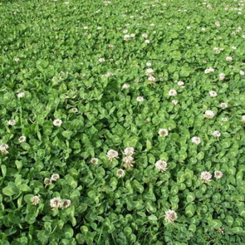 У Клевера ползучего стебли стелющиеся. Описание Гарантом многолетия Клевера ползучего является система корней, состоящая из главного стержневого корня и отходящих от него многочисленных придаточных корней. 22