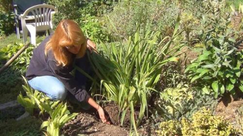 Осенняя пересадка лилейников на новое место 06