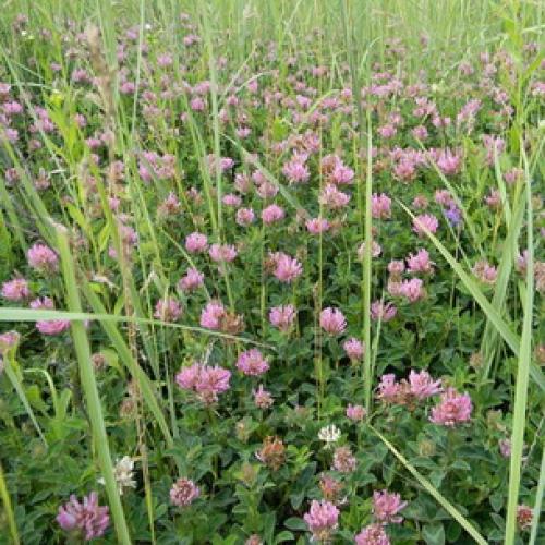 У Клевера ползучего стебли стелющиеся. Описание Гарантом многолетия Клевера ползучего является система корней, состоящая из главного стержневого корня и отходящих от него многочисленных придаточных корней. 26