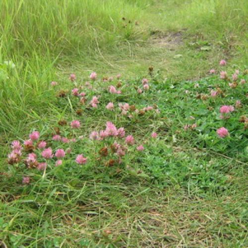 У Клевера ползучего стебли стелющиеся. Описание Гарантом многолетия Клевера ползучего является система корней, состоящая из главного стержневого корня и отходящих от него многочисленных придаточных корней. 24
