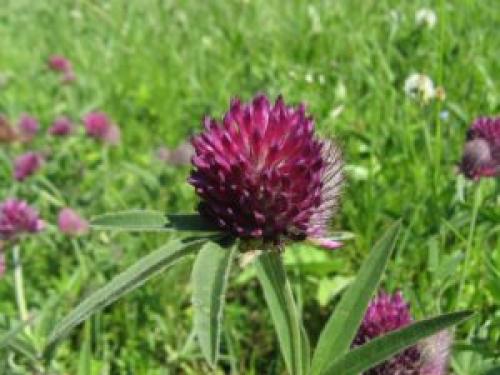 Цветок или соцветие Клевера ползучего. Виды Клевера