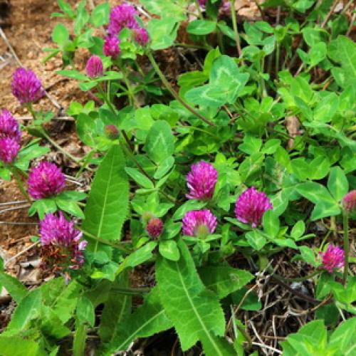 У Клевера ползучего стебли стелющиеся. Описание Гарантом многолетия Клевера ползучего является система корней, состоящая из главного стержневого корня и отходящих от него многочисленных придаточных корней. 23