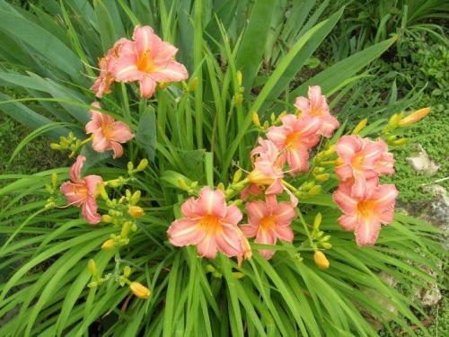 Осенняя пересадка лилейников на новое место