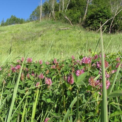 У Клевера ползучего стебли стелющиеся. Описание Гарантом многолетия Клевера ползучего является система корней, состоящая из главного стержневого корня и отходящих от него многочисленных придаточных корней. 19