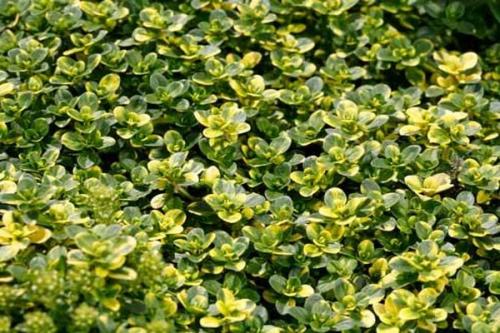 Тимьян лимоннопахнущий применение. Тимьян лимонный: описание сорта