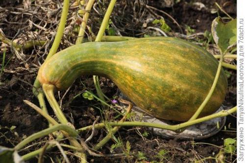 Что такое сорт Тыквы ПРИКУБАНСКАЯ от Гавриш. Тыква мускатная 'Прикубанская' - самые вкусные десерты!