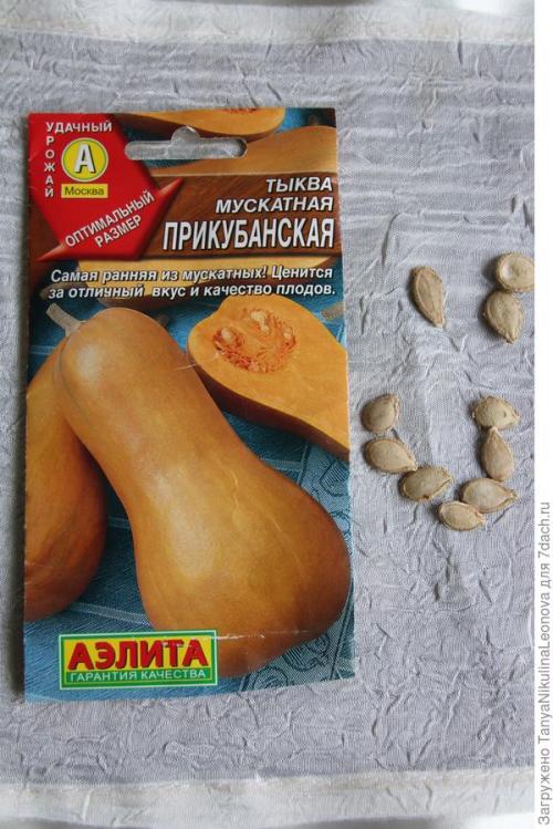 Что такое сорт Тыквы ПРИКУБАНСКАЯ от Гавриш. Тыква мускатная 'Прикубанская' - самые вкусные десерты!