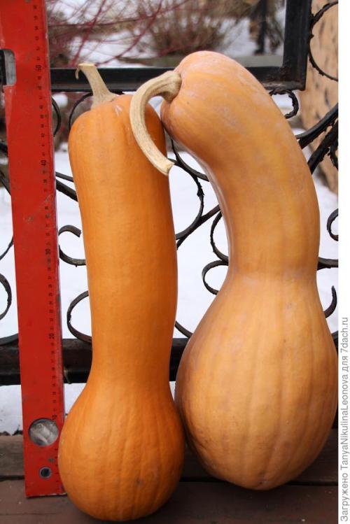 Что такое сорт Тыквы ПРИКУБАНСКАЯ от Гавриш. Тыква мускатная 'Прикубанская' - самые вкусные десерты!