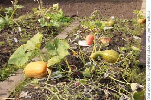 Что такое сорт Тыквы ПРИКУБАНСКАЯ от Гавриш. Тыква мускатная 'Прикубанская' - самые вкусные десерты!