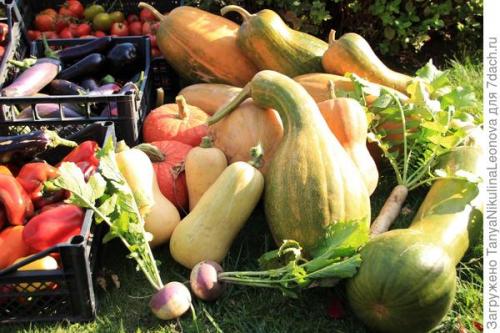 Что такое сорт Тыквы ПРИКУБАНСКАЯ от Гавриш. Тыква мускатная 'Прикубанская' - самые вкусные десерты!