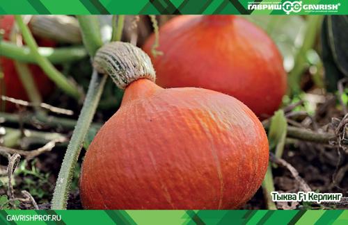Тыква ПРИКУБАНСКАЯ от Гавриш: что это и как ее выращивать 11 Тыква ПРИКУБАНСКАЯ от Гавриш: что это и как ее выращивать 11