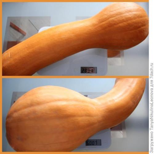 Что такое сорт Тыквы ПРИКУБАНСКАЯ от Гавриш. Тыква мускатная 'Прикубанская' - самые вкусные десерты!