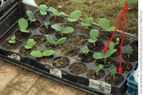 Что такое сорт Тыквы ПРИКУБАНСКАЯ от Гавриш. Тыква мускатная 'Прикубанская' - самые вкусные десерты!