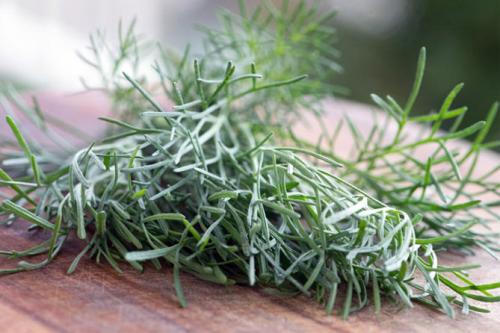 Полынь древовидная обрезка. Лечебная