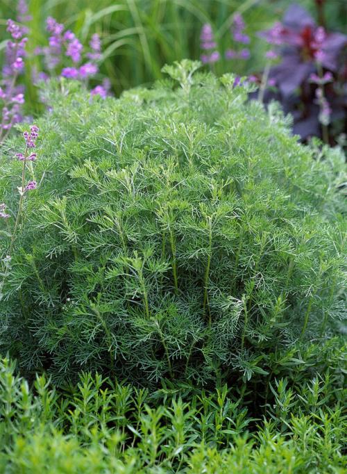 Полынь древовидная обрезка. Лечебная