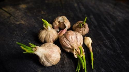 Как предотвратить распространение вредителей и болезней ярового чеснока. Болезни и вредители чеснока